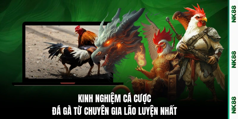 Kinh nghiệm cá cược đá gà từ chuyên gia lão luyện nhất 
